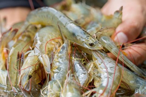 Shrimp exports to the EU decelerate: How are Vietnamese enterprises adapting?