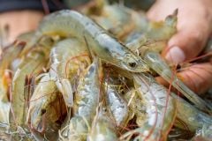 Shrimp exports to the EU decelerate: How are Vietnamese enterprises adapting?