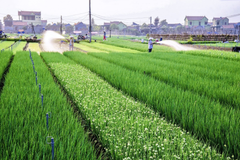 Growing area codes pave the way for cooperatives to participate more deeply in export supply chains
