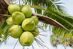 'Digitizing' raw material zones of the coconut industry to elevate export value
