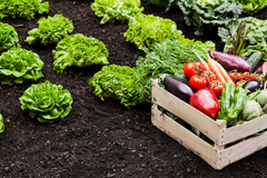Agricultural exports: Time to build a strong 'immune' system
