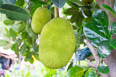 Trái cây lại rơi vào cảnh được mùa mất giá