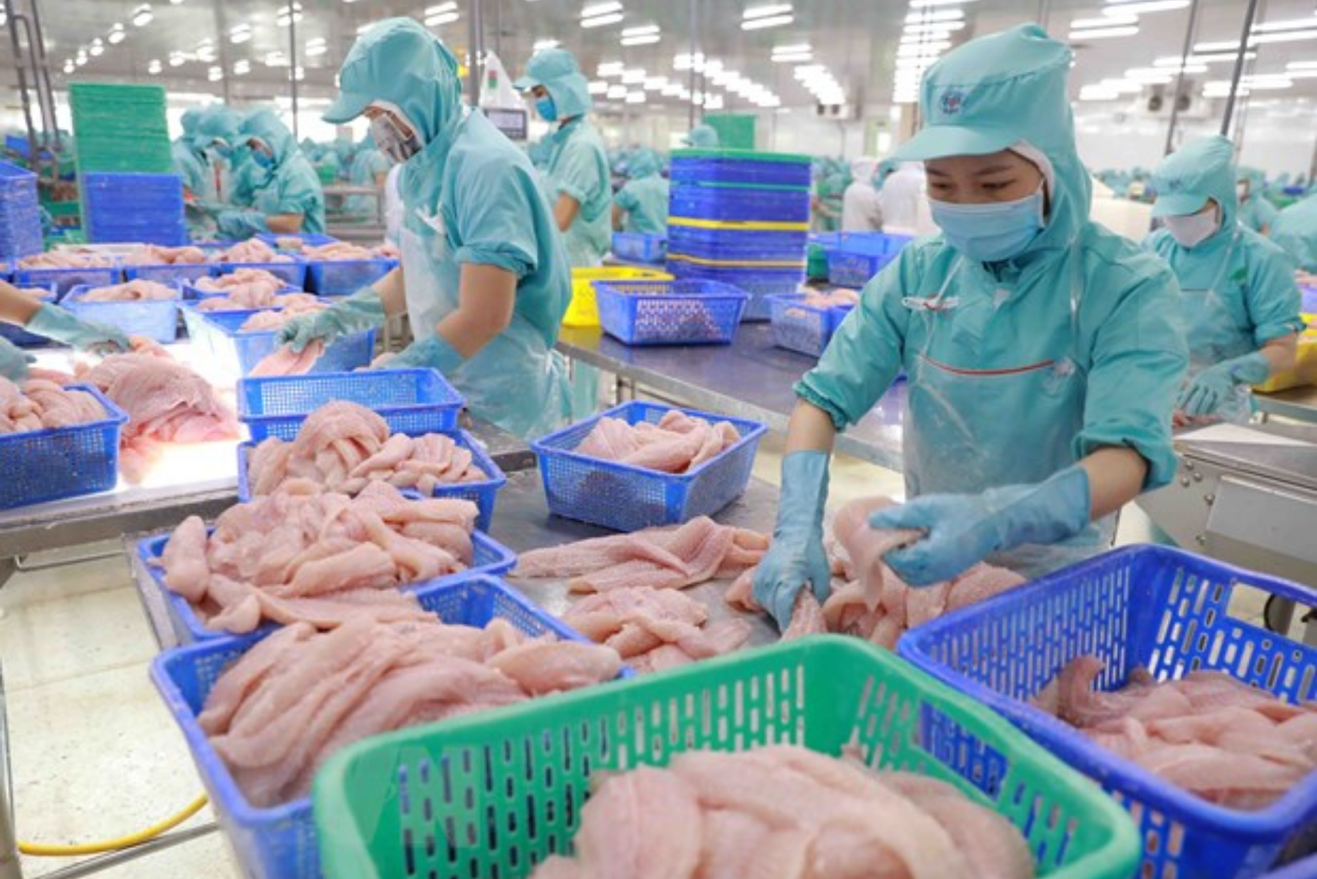 Thoát bẫy xuất khẩu thô giá rẻ: Bước chuyển mình nghìn tỷ của ngành thủy sản Việt Nam