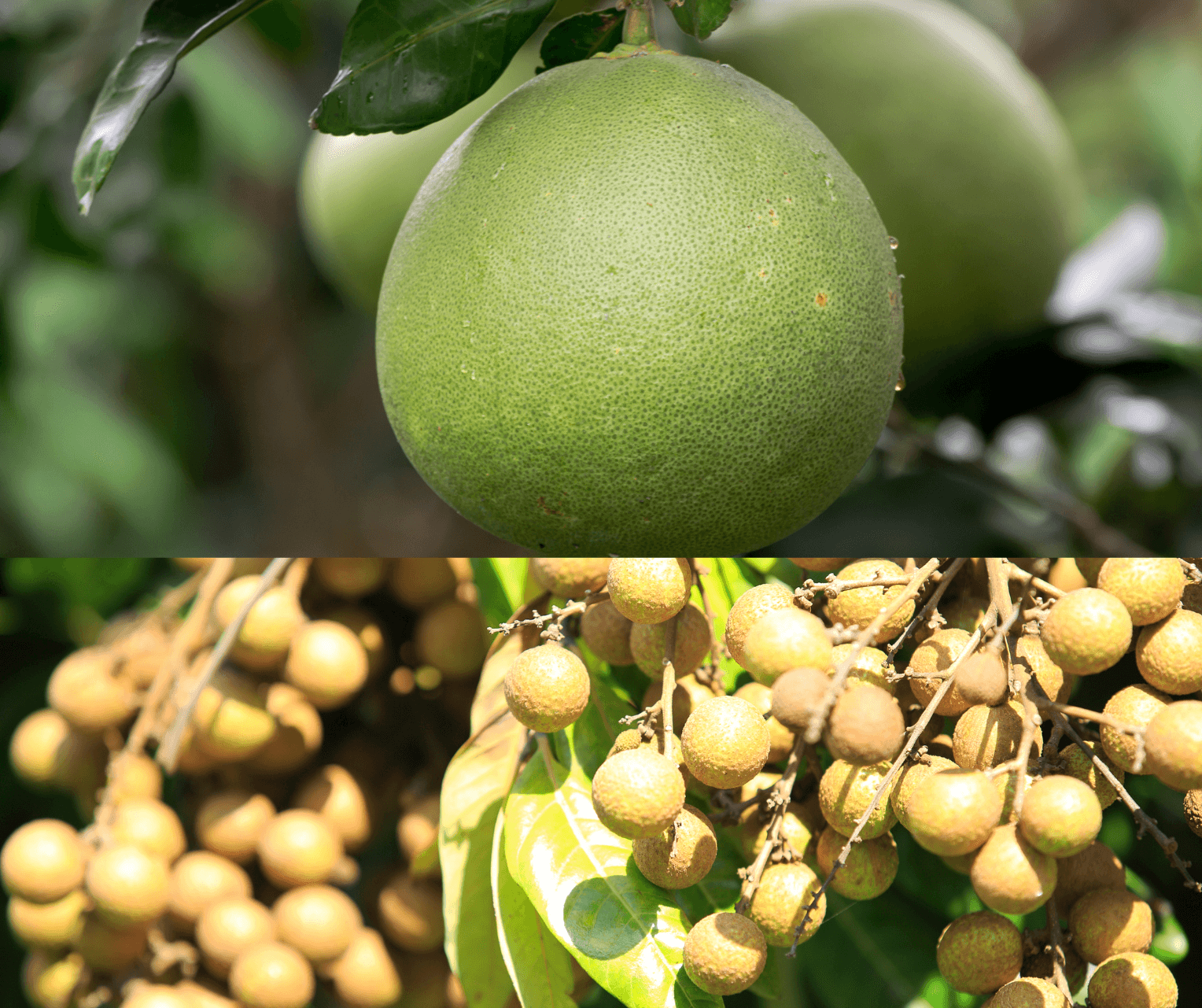 Bưởi - Nhãn.png
