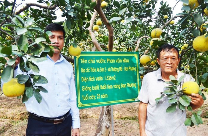 Bưởi tôm vàng.jpg