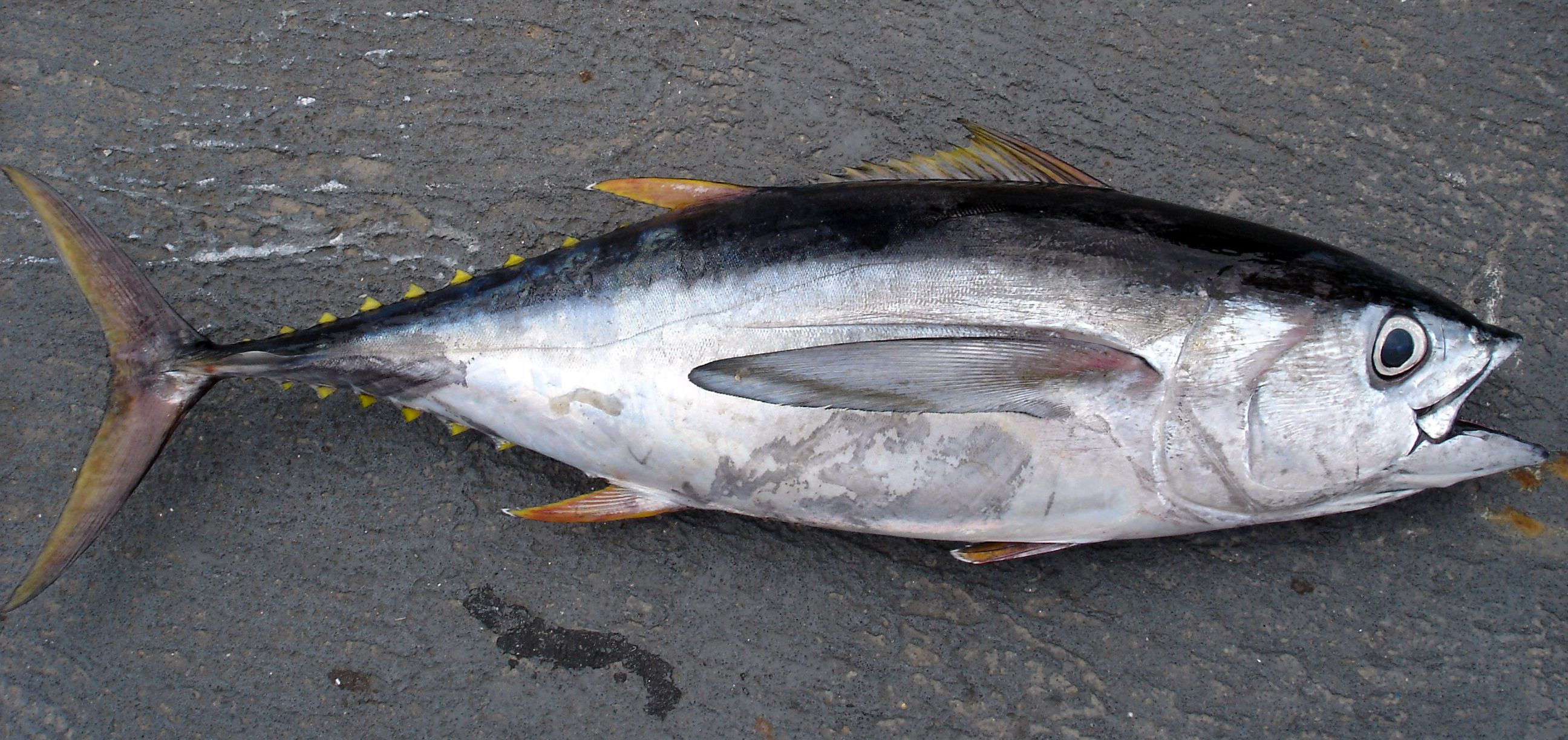 cá ngừ.jpg