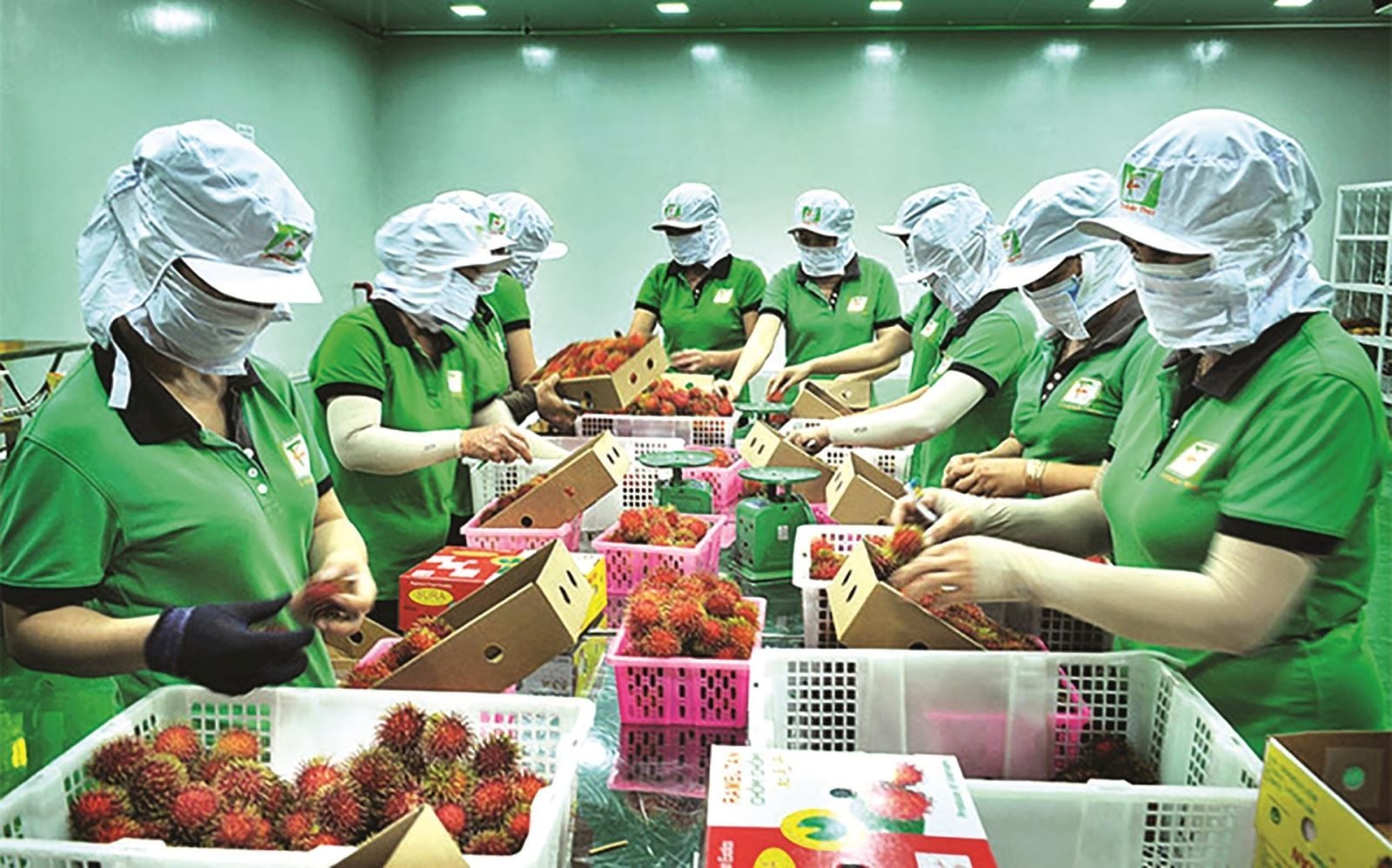 cải tiến.jpg