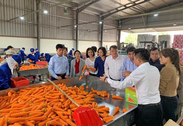 Carrot.jpg