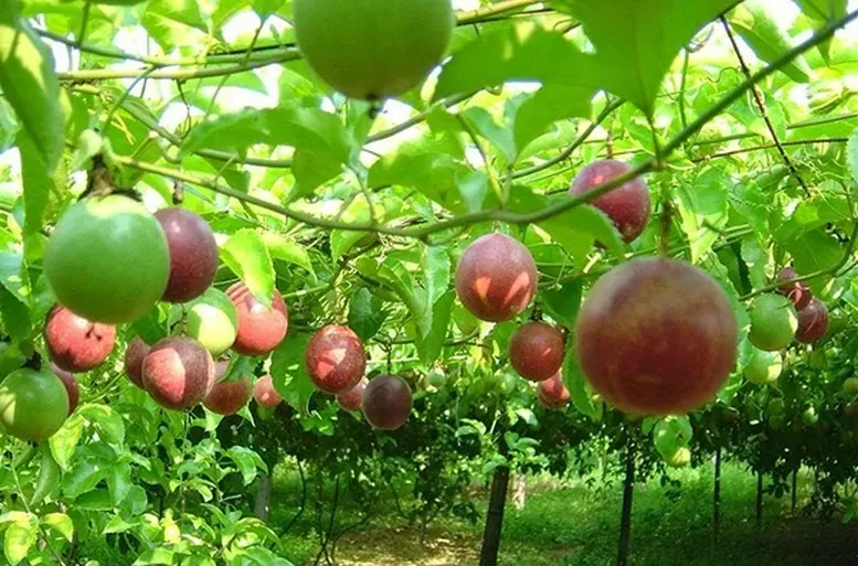 chanh leo đi Mỹ .webp
