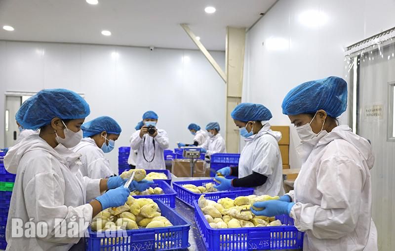 dong-goi-sau-rieng.jpg