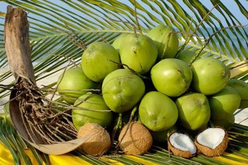 dừa.webp