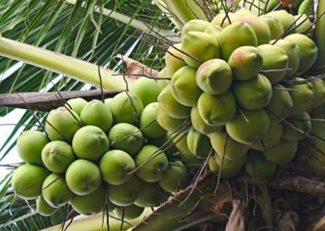 dừa .jpg