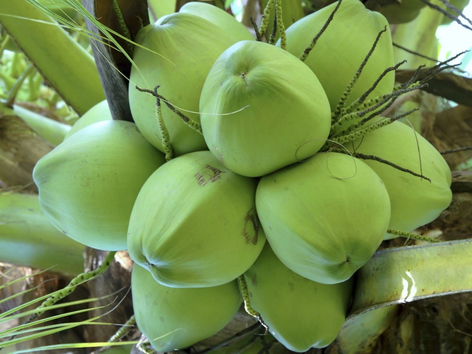 dừa bến tre.jpg
