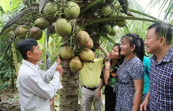 dừa tươi .webp