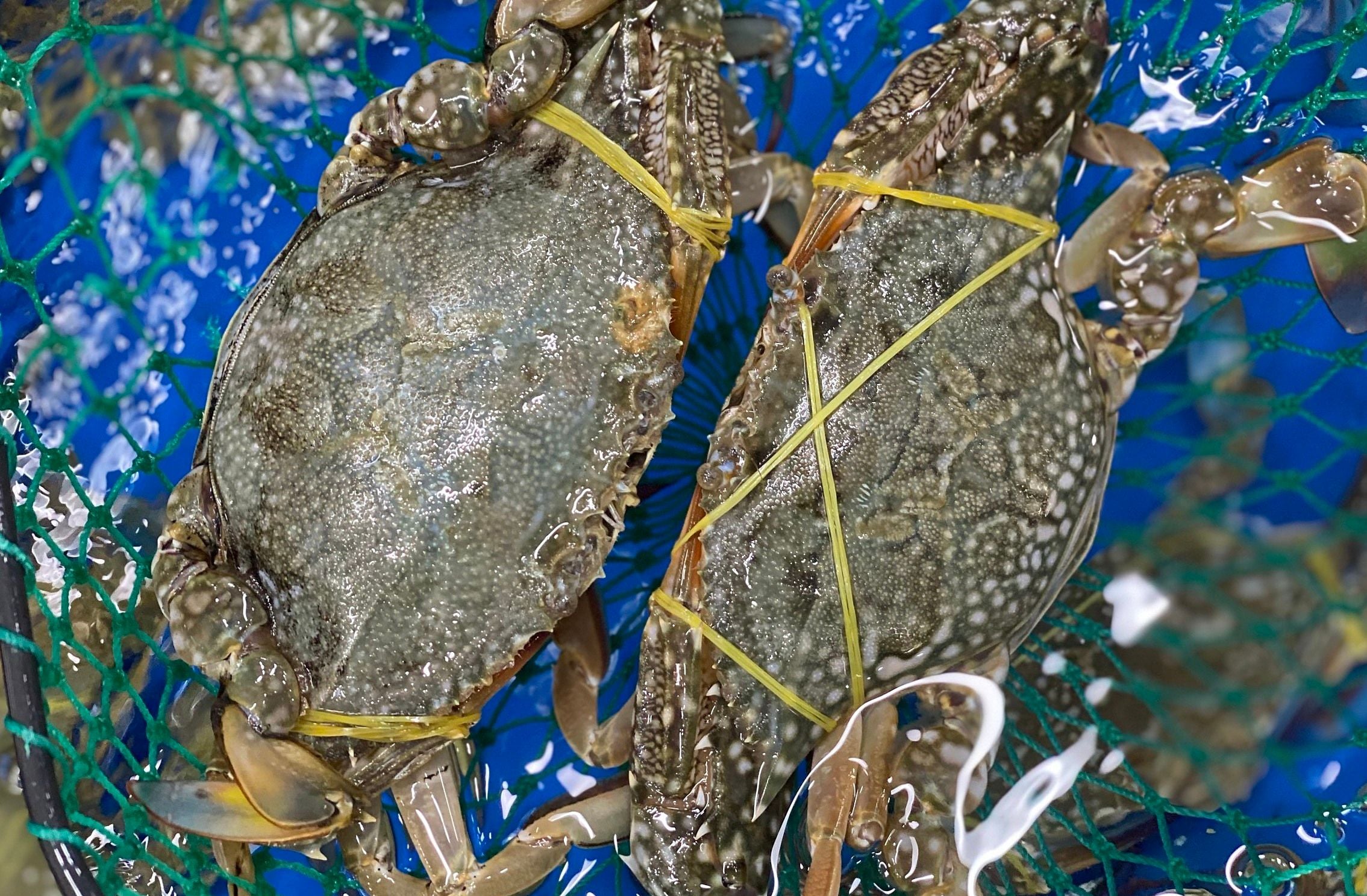 ghẹ2.jpg