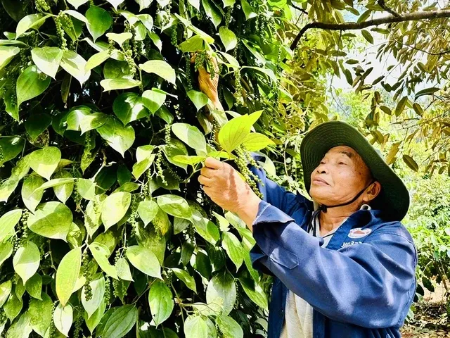 hồ tiêu2.webp