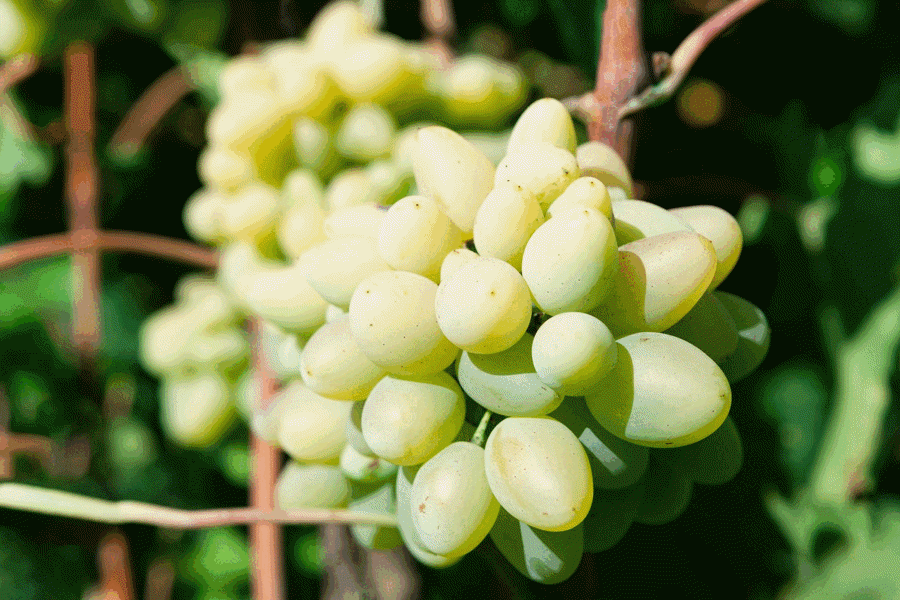 nho kẹo.gif