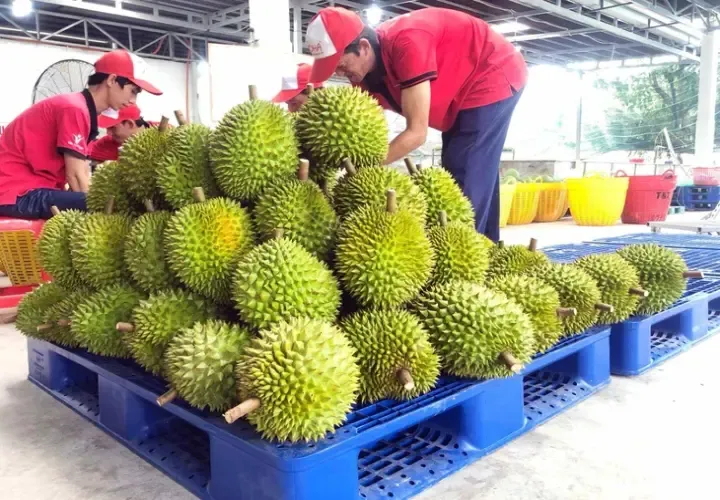 sầu riêng 2.webp