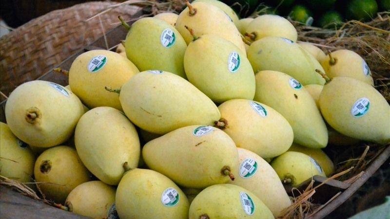 xoài trong nước.jpg