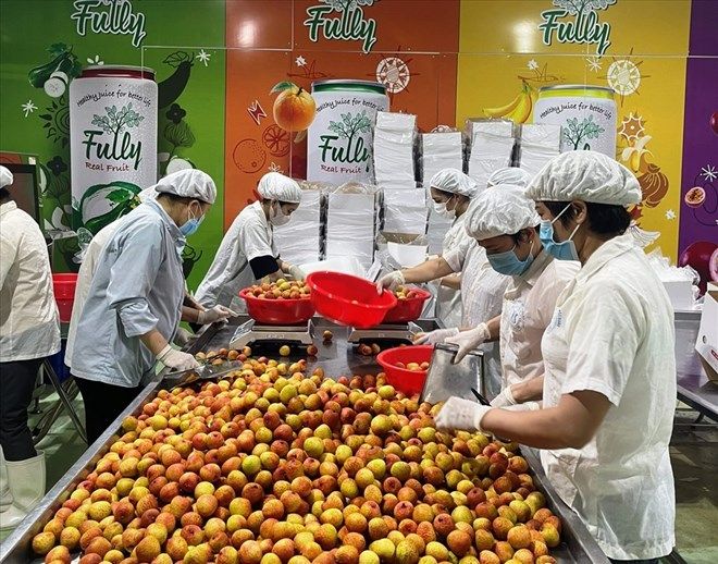 xử lý vải thiều.jpg