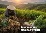GỪNG VIỆT NAM – NGUỒN NGUYÊN LIỆU TỰ NHIÊN GIÀU TIỀM NĂNG CHO NGÀNH MỸ PHẨM