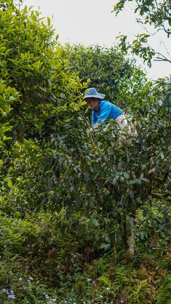 Trà Shan Tuyết Cổ Thụ Mua Ở Đâu Uy Tín, Rõ Nguồn Gốc?