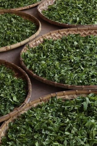 Uống Trà Xanh Nhiều Có Tốt Không? Giới Hạn Cần Biết