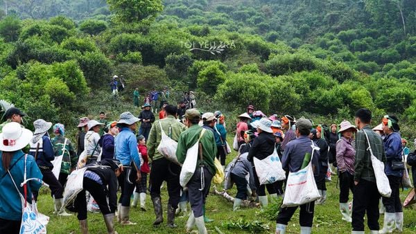 Trà Shan Tuyết Hà Giang: Toàn Bộ Kiến Thức Từ Vườn Cổ Thụ Đến Tách Trà Thượng Phẩm