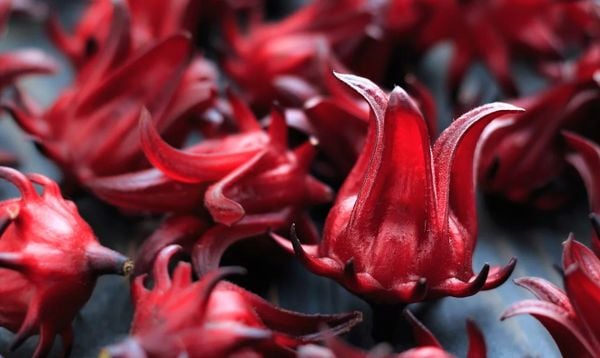 trà hibiscus