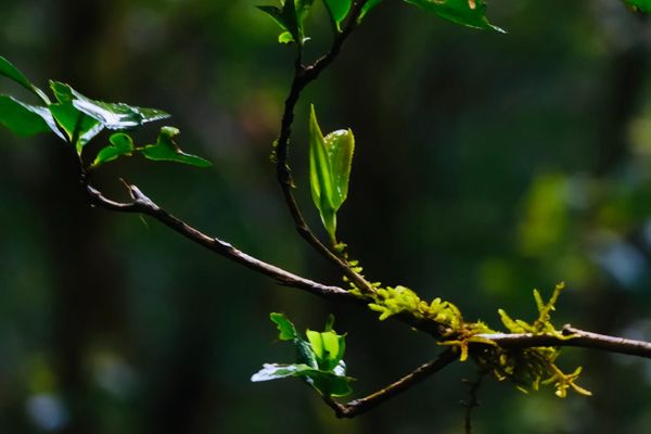 trà shan tuyết vụ xuân
