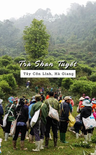 trà shan tuyết tây côn lĩnh