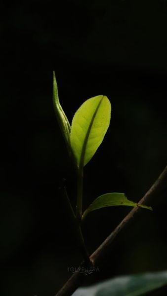 uống trà shan tuyết có mất ngủ không