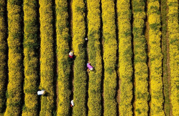 cánh đồng làng hoa cúc chi cổ Nghĩa Trai, Hưng Yên