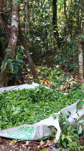 trà shan tuyết hà giang vụ xuân