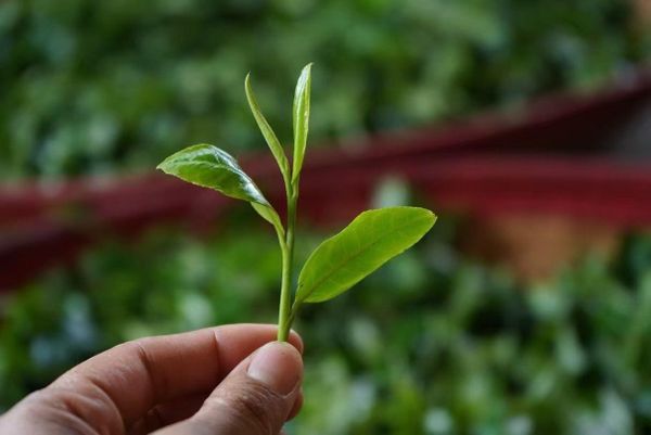 Trà Nào Tốt Cho Sức Khỏe Nhất? So Sánh Thực Tế 5 Loại