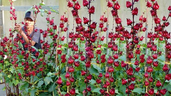 cây Atiso đỏ hibiscus
