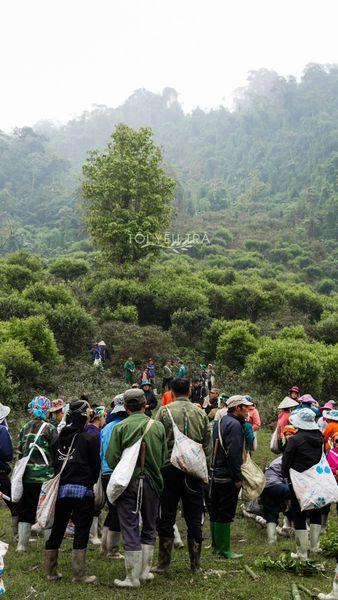 Trà Shan Tuyết Tây Côn Lĩnh