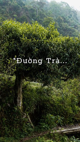 trà shan tuyết