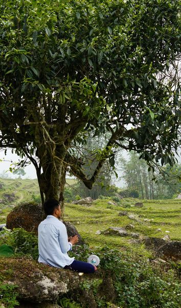 Trà Shan Tuyết Cổ Thụ Mua Ở Đâu Uy Tín, Rõ Nguồn Gốc?