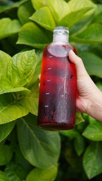 Trà giảm cân atiso đỏ