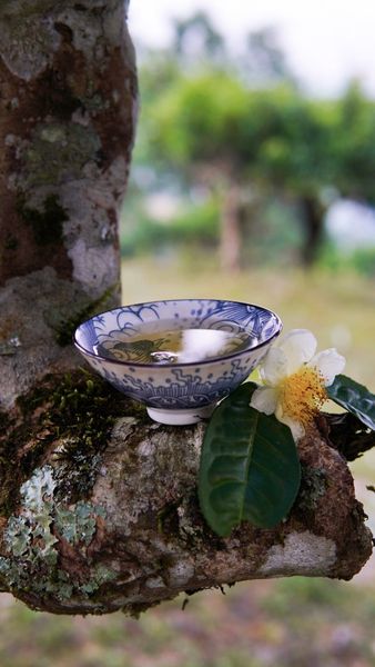 Trà Shan Tuyết Tây Côn Lĩnh Đặc Biệt Gì? 5 Điểm Khác Biệt
