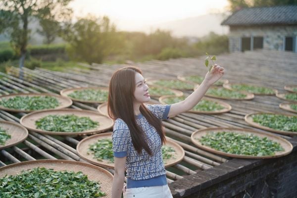 EGCG trong trà xanh shan tuyết