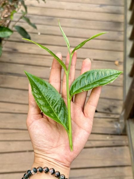 EGCG trong trà xanh shan tuyết
