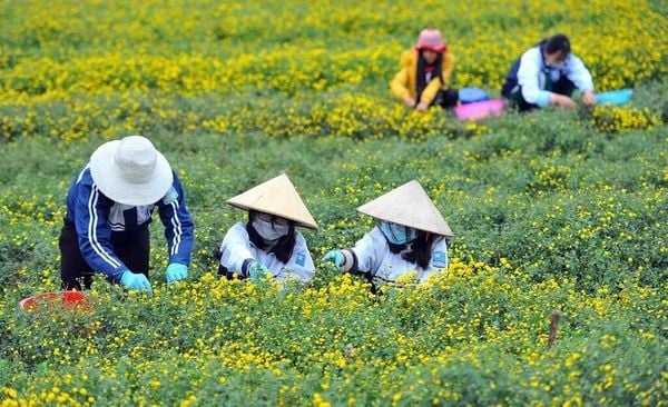 Trà Hoa Cúc Chi Hưng Yên Là Gì? Tìm Hiểu Loại Trà Quý