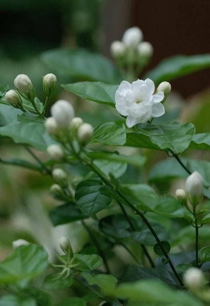 hoa nhài nở mùa tam phục