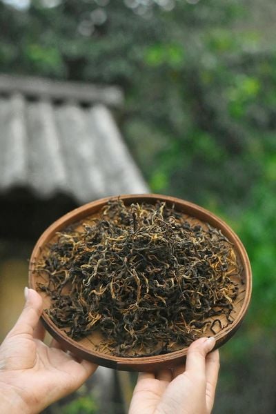 Hồng trà shan tuyết