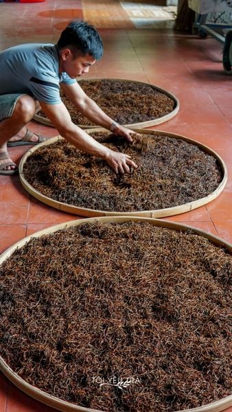 chế biến hồng trà shan tuyết