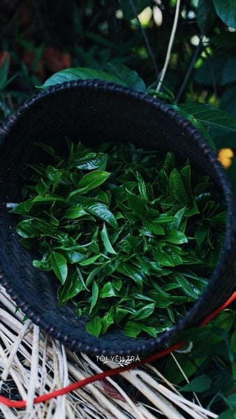 chế biến trà shan tuyết