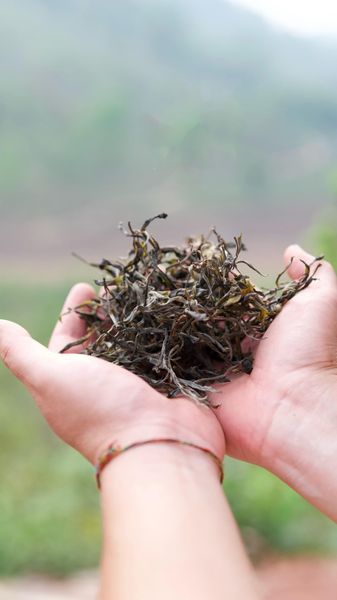 trà phỏ nhĩ