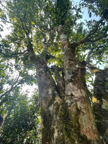trà shan tuyết hà giang